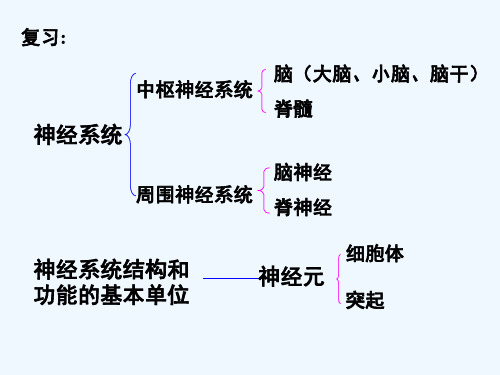 人教版神经调节的基本方式(14)