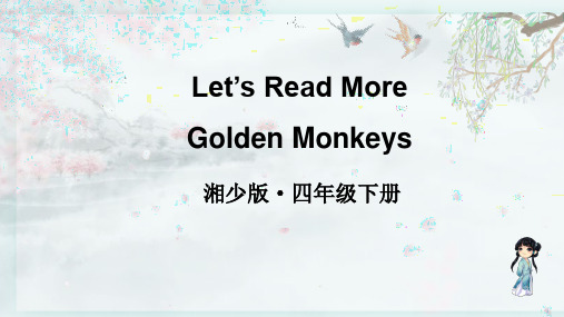 湘少版四年级英语下册 Golden Monkeys(教学课件)