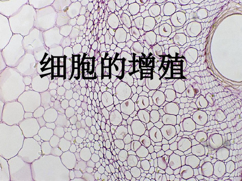 高中生物 第四章 第一节 细胞增殖课件 浙教版必修1 精品