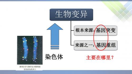 人教版高中生物必修二课件5.2 染色体变异(共19张PPT)