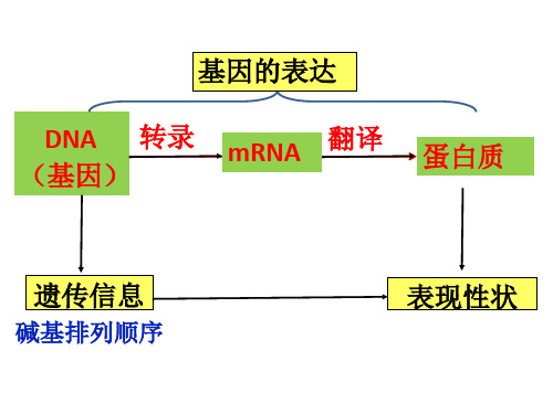 高三一轮复习课件基因指导蛋白质的合成