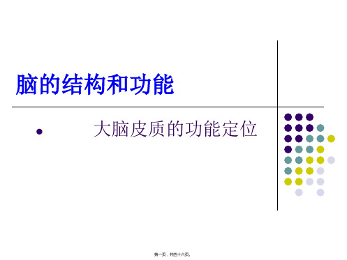 大脑皮质的功能定位课件