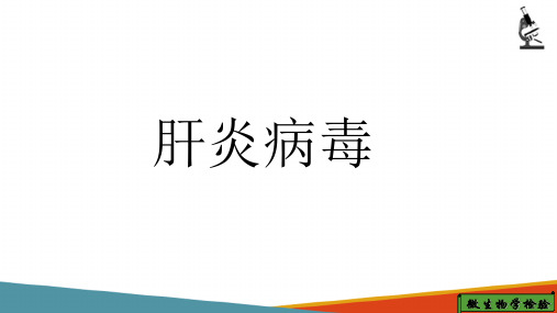 临床常见病毒的实验室检查—肝炎病毒(微生物检验课件)