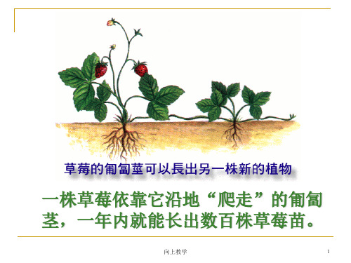 奇妙的克隆(竹菊书苑)