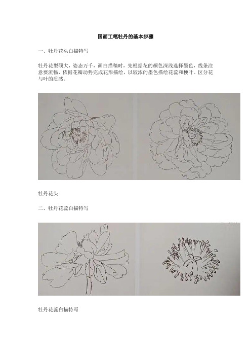 国画工笔牡丹的基本步骤