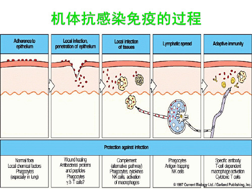 T细胞介导的细胞免疫应答