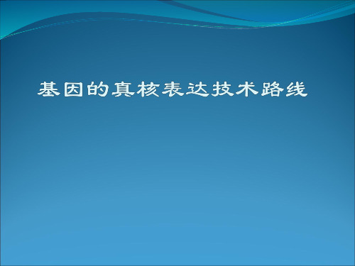 基因的真核表达技术路线流程