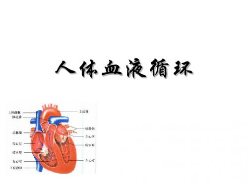 七年级生物下册 10.2人体的血液循环课件2 (11张ppt)苏