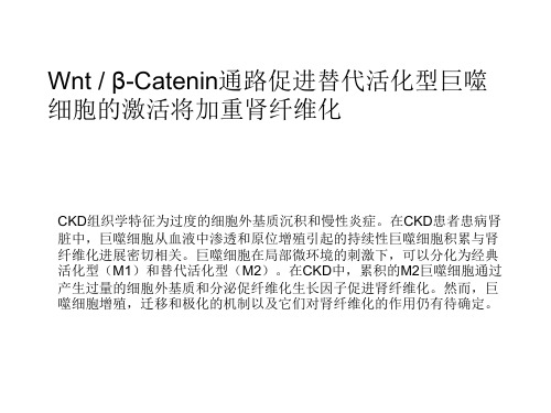 Wnt 、β-Catenin通路促进替代活化型巨噬细胞的激活将加重肾纤维化