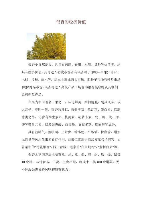 银杏的经济价值