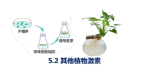 其他植物激素(共27张PPT)人教版选择性必修