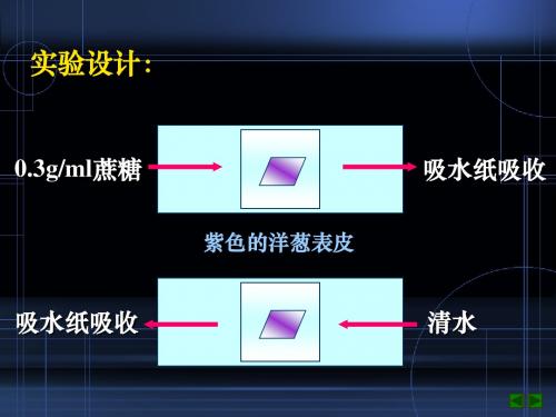 实验：绿叶中色素的提取和分离