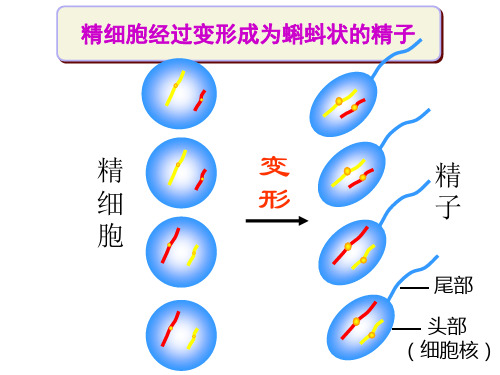 人教高中生物必修二 2.1减数分裂--精子的形成过程(共71张PPT)