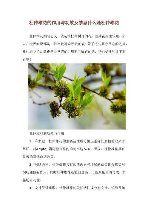 杜仲雄花的作用与功效及禁忌 什么是杜仲雄花