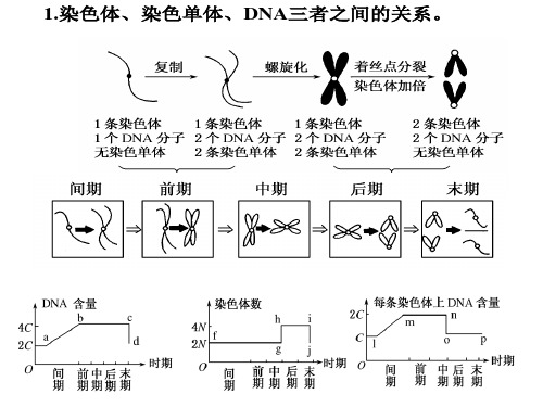 动植物有丝分裂的区别(第二课时)