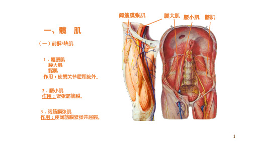 下肢肌概述