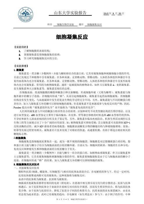 细胞凝集反应实验报告 山东大学