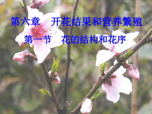 花的结构和分类