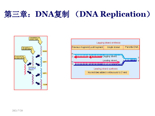 分子生物学课件之DNA复制