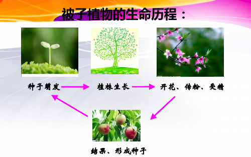 专题八  被子植物的一生