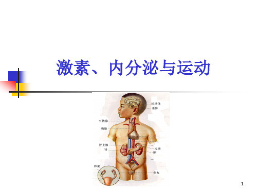 激素、内分泌与运动