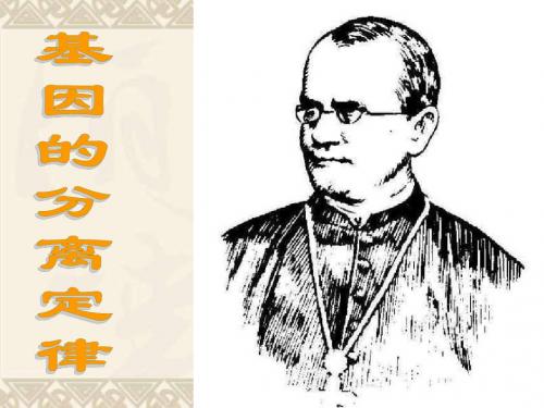 高中生物分离定律