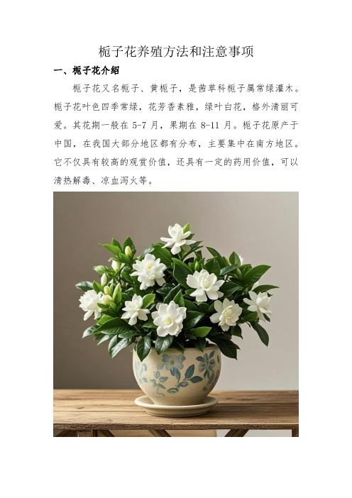 栀子花养殖方法和注意事项