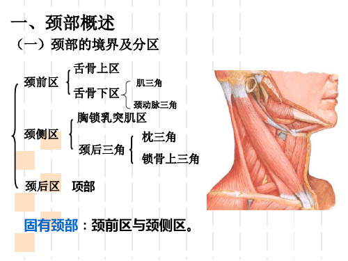 大课颈部应用解剖ppt课件