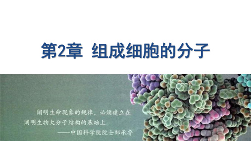 微专题蛋白质相关计算课件2021-2022学年高一上学期生物人教版必修1