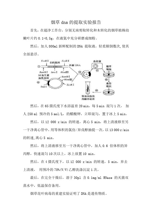 烟草dna的提取实验报告