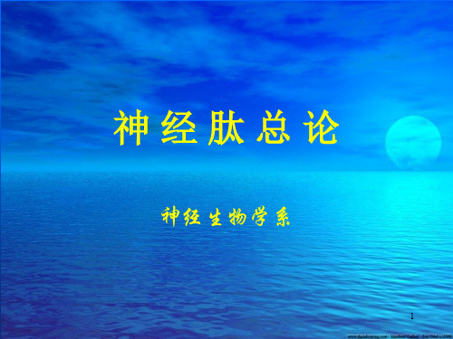 神经肽ppt课件