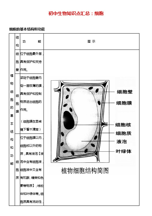 初中生物知识点汇总：细胞