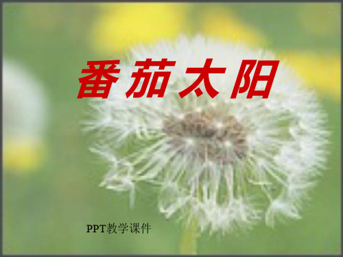 小学四年级下学期语文《番茄太阳》PPT课件