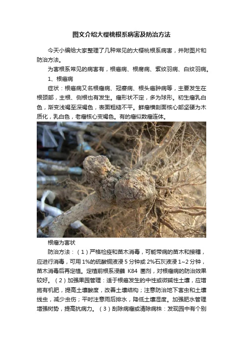 图文介绍大樱桃根系病害及防治方法