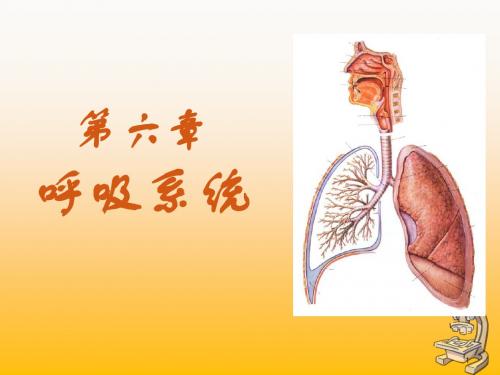 组织学与胚胎学-呼吸系统ppt课件