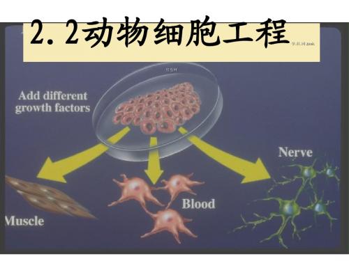 人教版河北省石家庄一中2012-2013学年高二生物《第二章 第2节 动物细胞工程》课件(新人教版选修3)