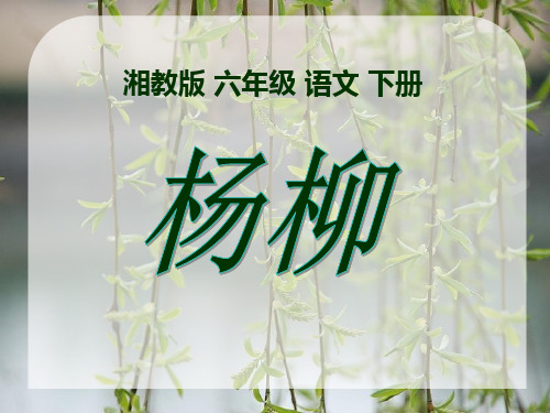 《杨柳》PPT课件 (共16张PPT)