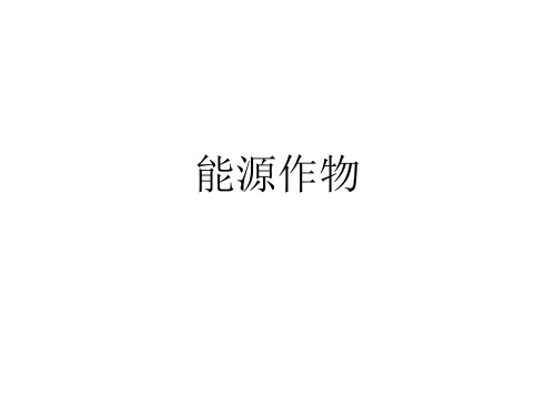 现代常见能源作物介绍PPT(14张)