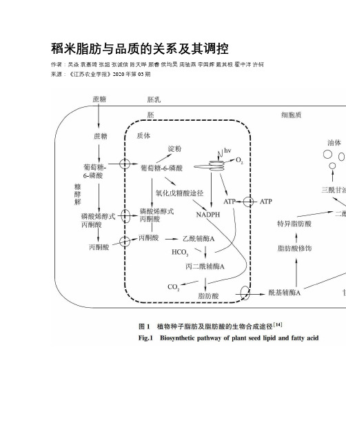 稻米脂肪与品质的关系及其调控