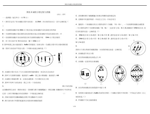 周练2减数分裂过程和图像