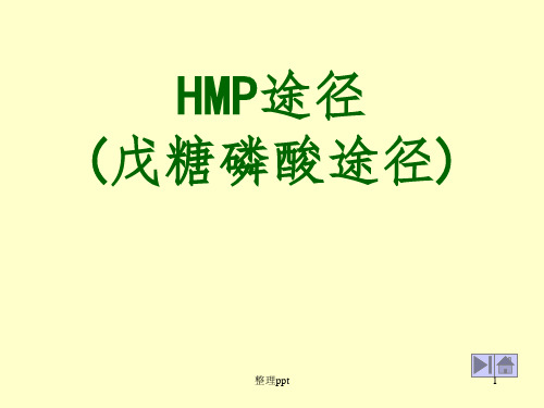 HMP途径(戊糖磷酸途径)