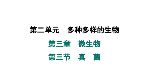 2024年人教版七年级生物上册 第三章 第三节 真 菌(训练课件)