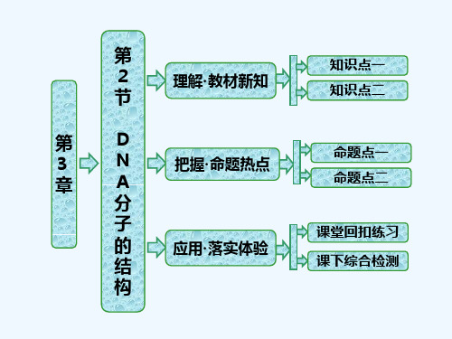 《三维设计》人教版必修2课件第3章第2节DNA分子的结构