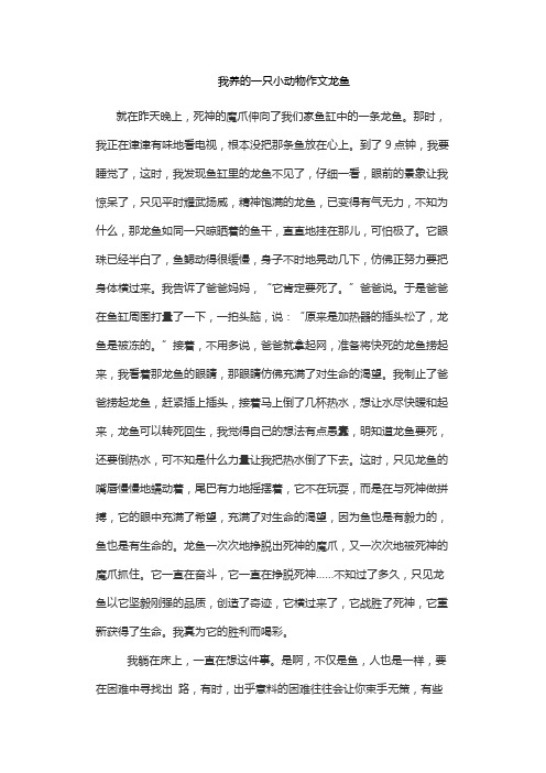 我养的一只小动物作文龙鱼