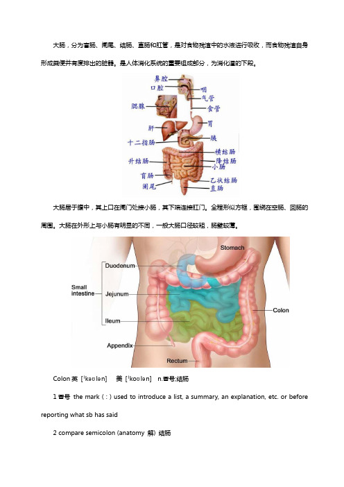 大肠结构、功能及图示中英文版