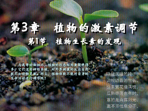人教版高中生物必修三《3.1植物生长素的发现》课件