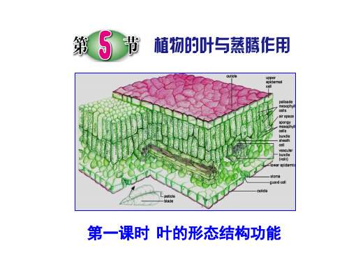 (新)浙教版八年级科学下册4.5《植物的叶与蒸腾作用》公开课课件(共27张PPT)