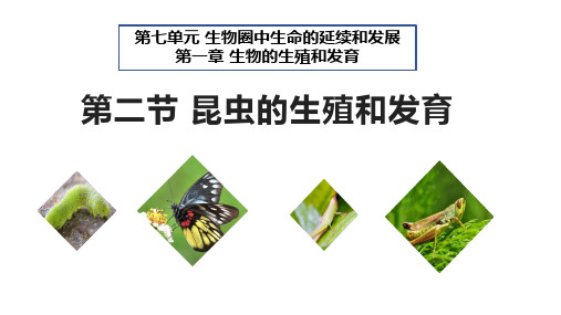 7.1.2  昆虫的生殖和发育  课件-人教版初中生物下册