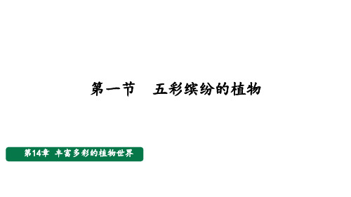 14.1++五彩缤纷的植物世界++课件-2023-2024学年苏教版生物八年级上册