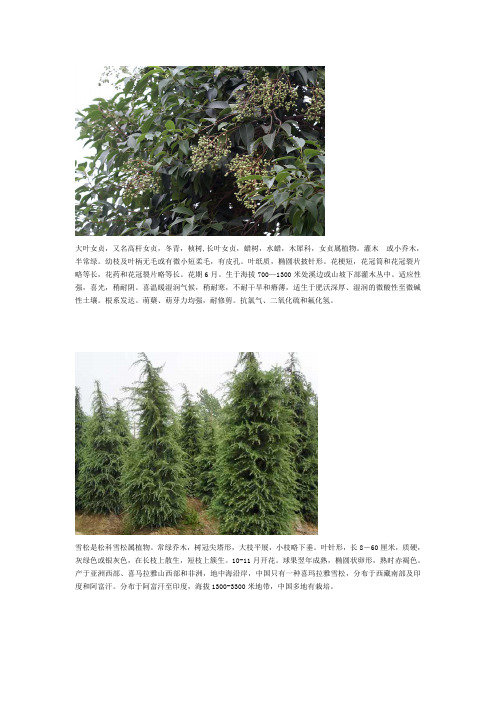 常见的20种植物